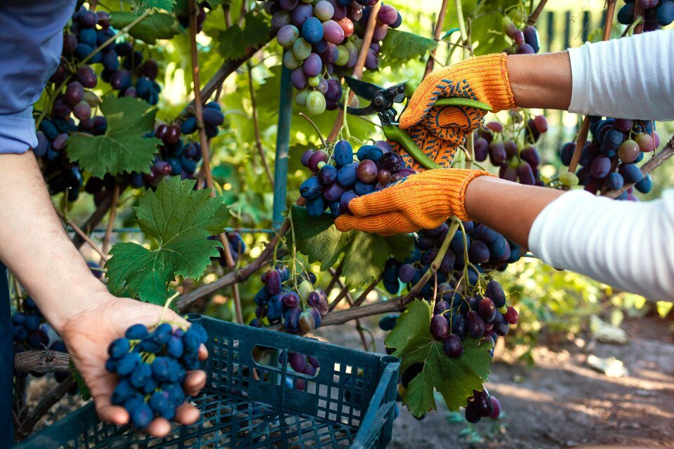The Art of Grape Selection